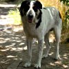Joschi