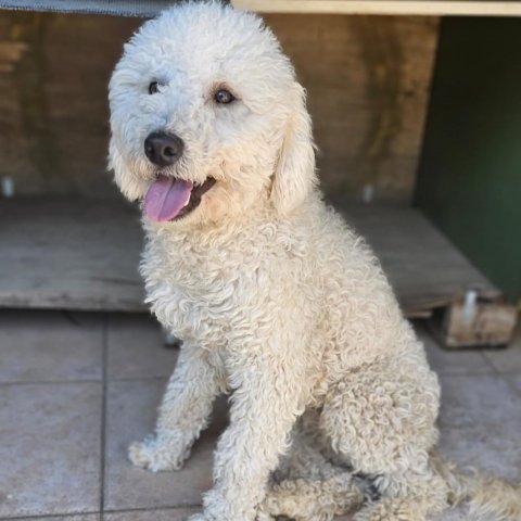 Teddy