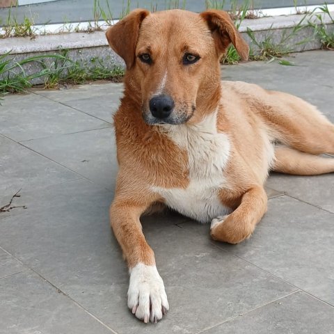 Cookie