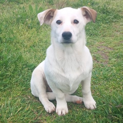 Pipitsa