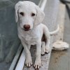 Lumi